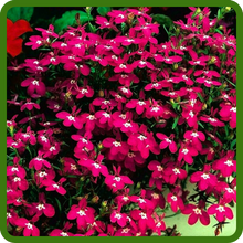 Lobelia Rosamond Red Flowers with White Eye