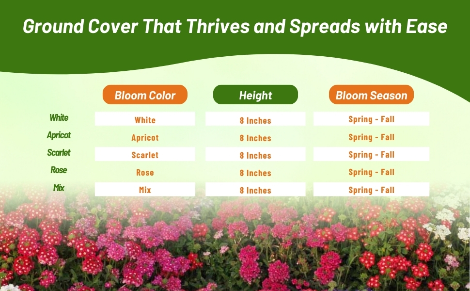 Bloom Season, Height, & Color Chart of Verbena Compacta Low Growing Ground Cover