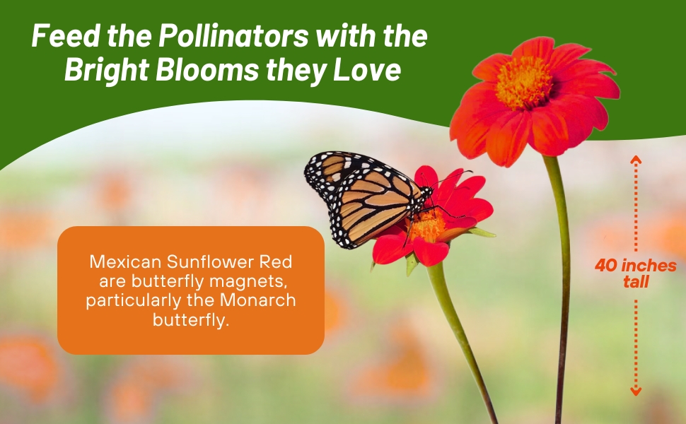 Pollinating Butterfly on Tithonia Mexican Sunflower Red Torch Flower