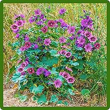 French Hollyhock Plant Grown From Flower Seeds