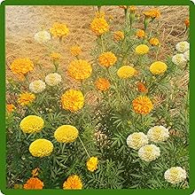 Heat & Drought Tolerant Tagetes erecta African Marigold Flowers
