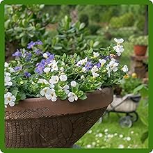 Bacopa Container Plant Grown From Flower Seed