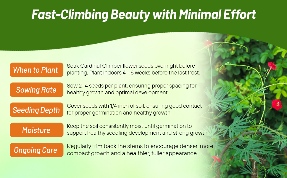Planting Directions For Ipomoea Quamoclit Cardinalis Cardinal Climber