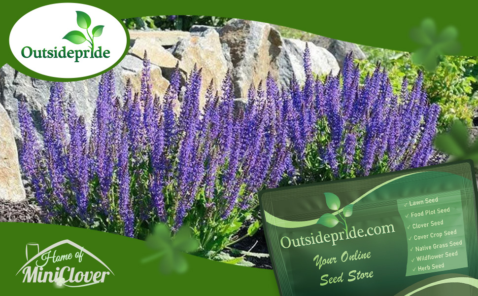 Blue Sage Wildflower Seeds