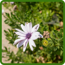 Drought Tolerant Perennial Osteospermum African Daisy