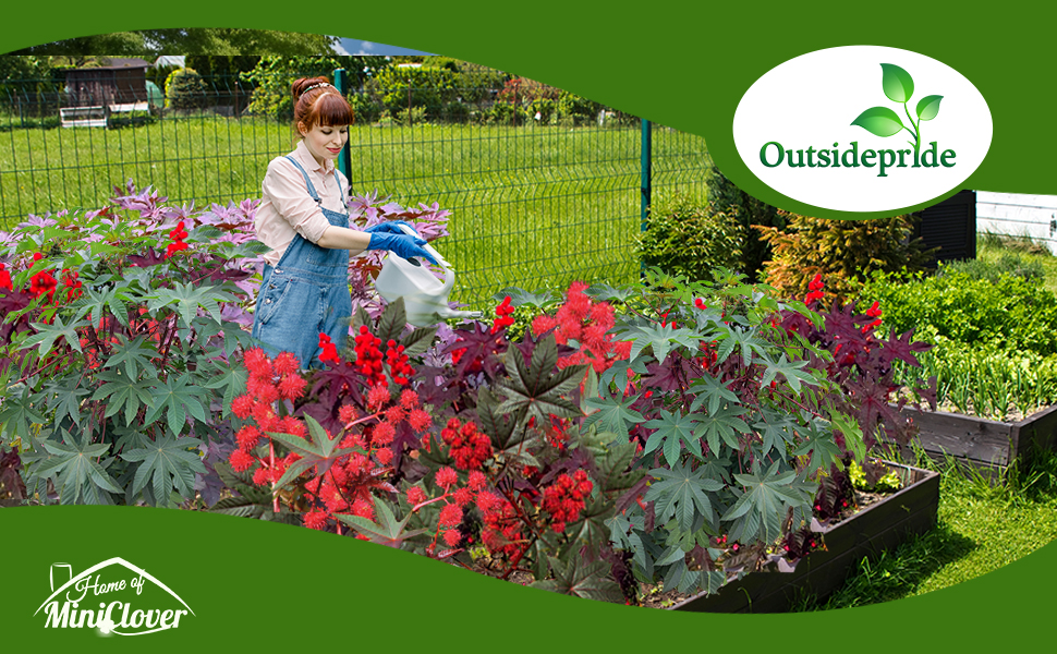 Castor Bean Foliage Plant Garden