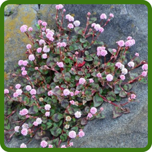 Delicate Pink Flower Clusters of Smartweed
