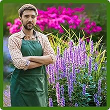 Low Maintenance Anise Hyssop Herb Plants