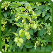 Drought Tolerant Hops Plants