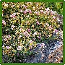 Perennial Crown Vetch Long LIfespan