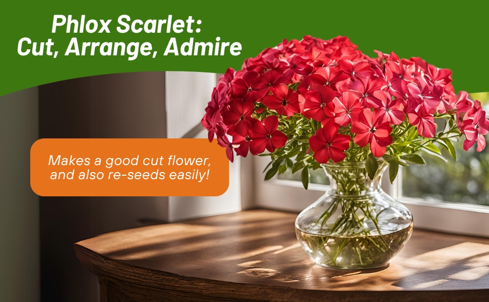 Scarlet Phlox Cut Flowers in Vase