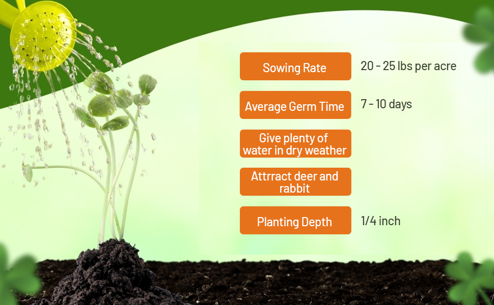 White Cloud Crimson Clover Seed for Pasture, Hay, Green Manure, Cover Crop, & Wildlife Forage