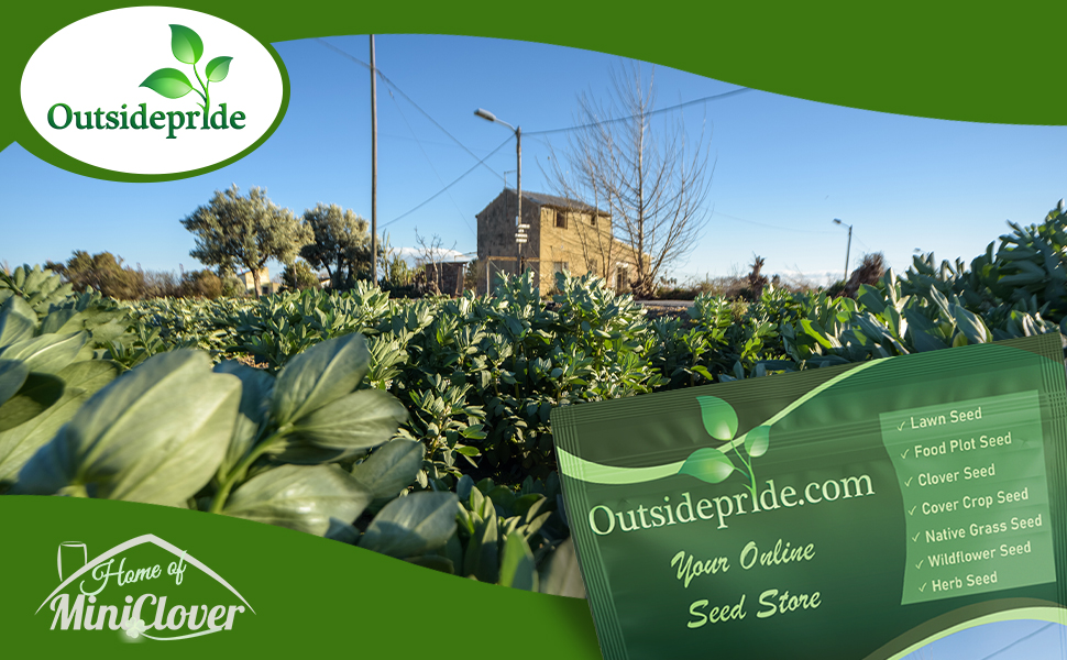 Field of Fava Beans Plants