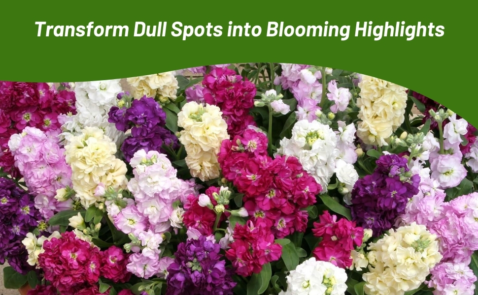 Flower Bed of Colorful Stock Flowers