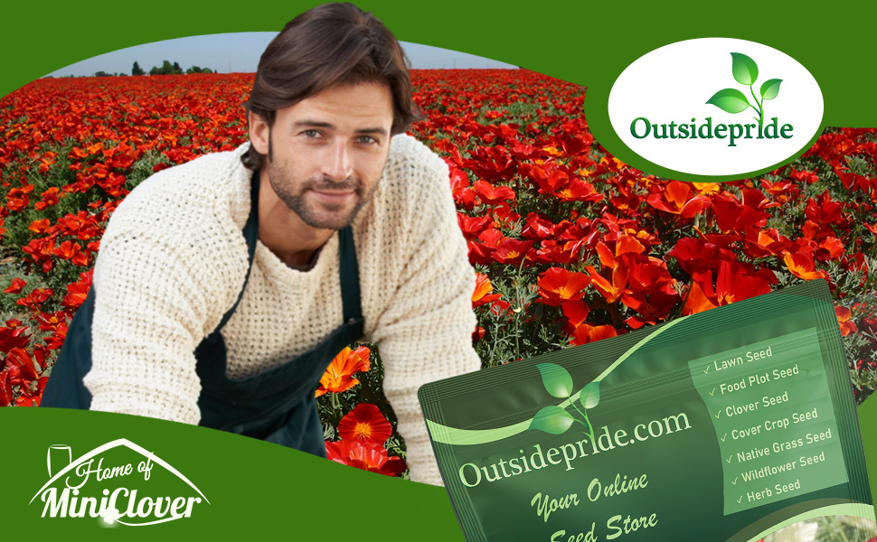 California Poppy Red Chief Wildflower Seeds