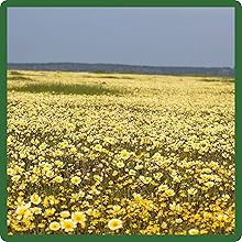 Tidy Tips For Xeriscape Rock Gardens