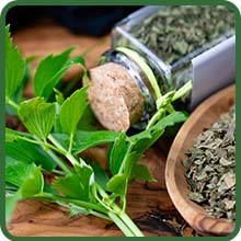 Perennial Levisticum Lovage Medicinal Properties