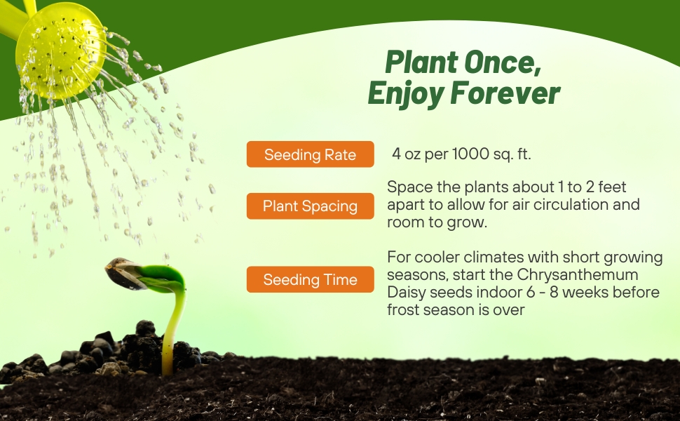 Planting Directions For Chrysanthemum Shasta Daisy Wildflower Seeds