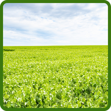 Spring Forage Peas Green Manure