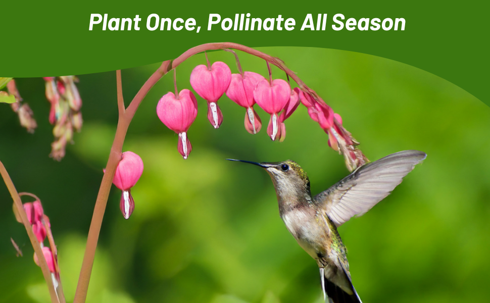 Fringed Bleeding Heart Flowers Attracting Hummingbird