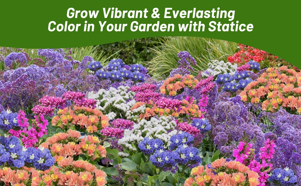 Limonium Pollinator Friendly Statice Flower Garden