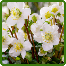 Christmas Rose Striking White Petals