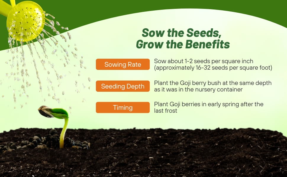 Sowing Rate and Planting Directions For Goji Berry