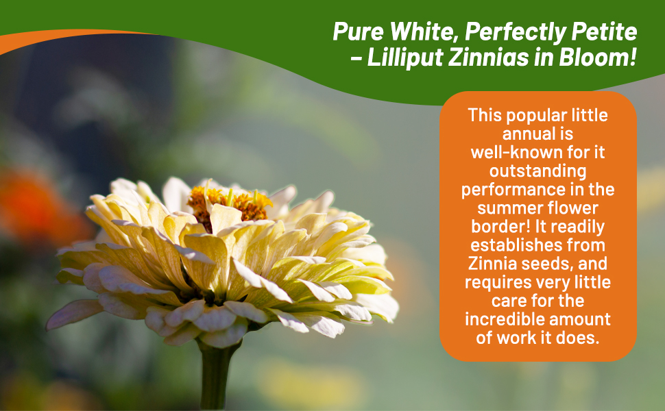 Zinnia Lilliput White Cut Flower Grown From Flower Seeds