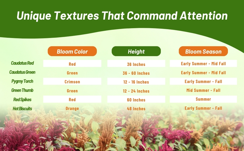 Bloom Color, Season & Height Chart of Amaranthus