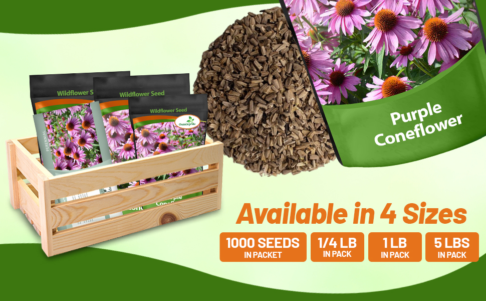 Echinacea purpurea Purple Coneflower Seed Bags For Planting