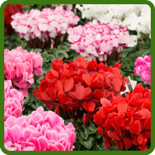 Diverse Color Range of Cyclamen Flowers