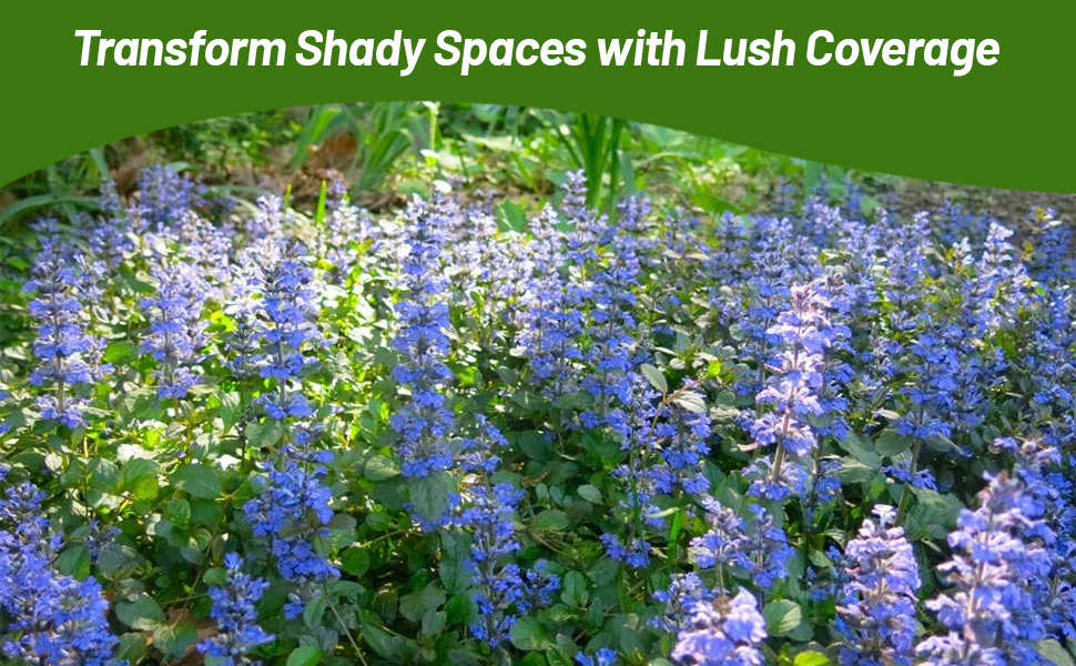 Dense Planting of Blue Flowering Ajuga Ground Cover