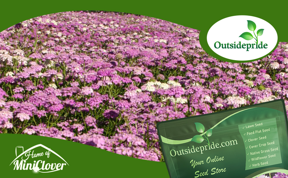 Annual Candytuft Flower Garden Planted From Flower Seeds