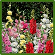 Tall Mixed Hollyhock Flower Garden
