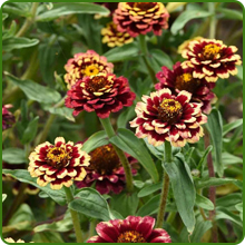 image of flower