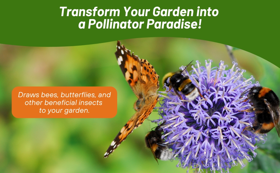 Pollinating Bee & Buttefly on Annual Sun Wildflower Seed Mixture Flowers