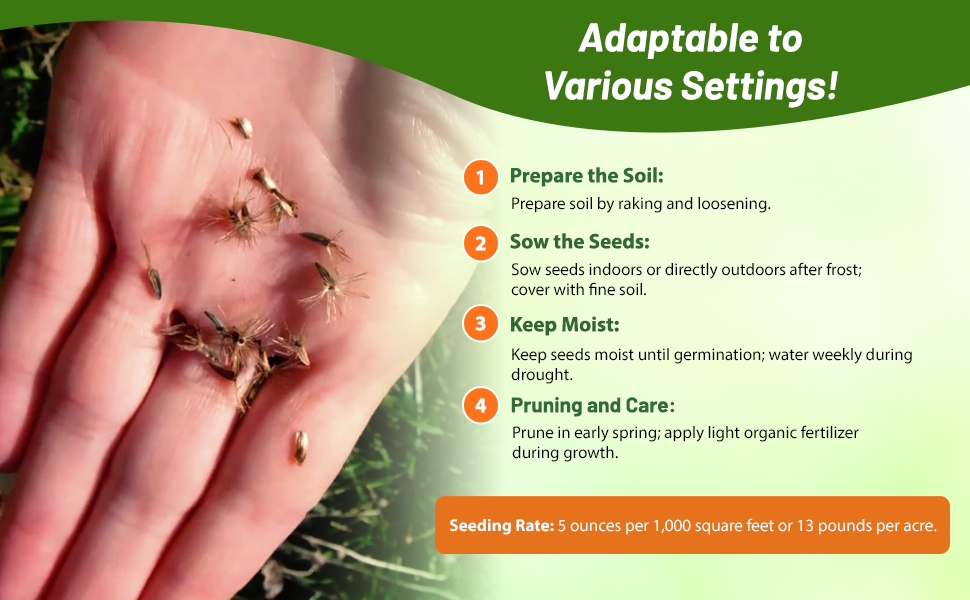 Planting Directions For Liatris Gayfeather Flower Seeds