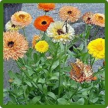 Calenudula Pot Marigold Attracts Pollinators
