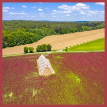 Crimson Clover High Protein Forage