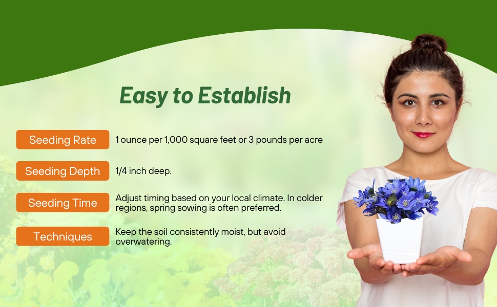 Planting Directions For California Bluebell Flower Seeds