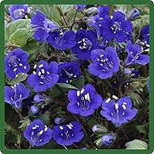 Deep Blue Color of California Bluebell Flowers