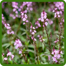 Spreading Growth Habit of Vervain