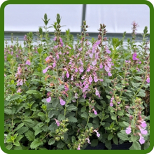 Drought Tolerant Germander For Xeriscaping or Water Conservation