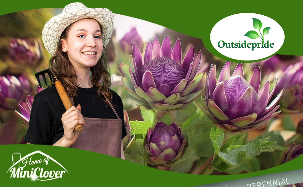 Artichoke Violet Vegetable Seeds For Planting