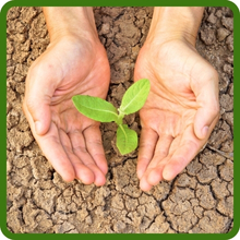 Drought Tolerant Alsike Clover Seeds