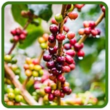 Homegrown Coffee Bean House Plants