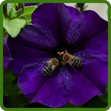 Pollinating Bees on Petunia Alderman Flowers