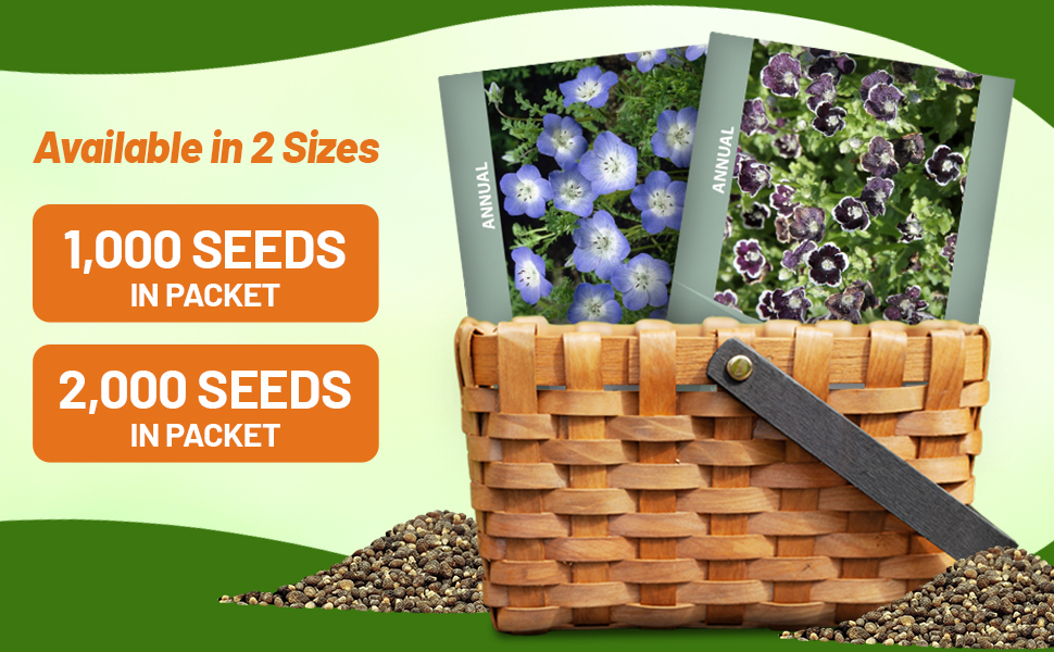 Nemophila Seed Packets For Planting
