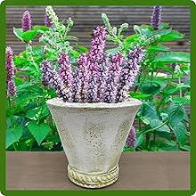 Agastache Anise Hyssop Grown in Container