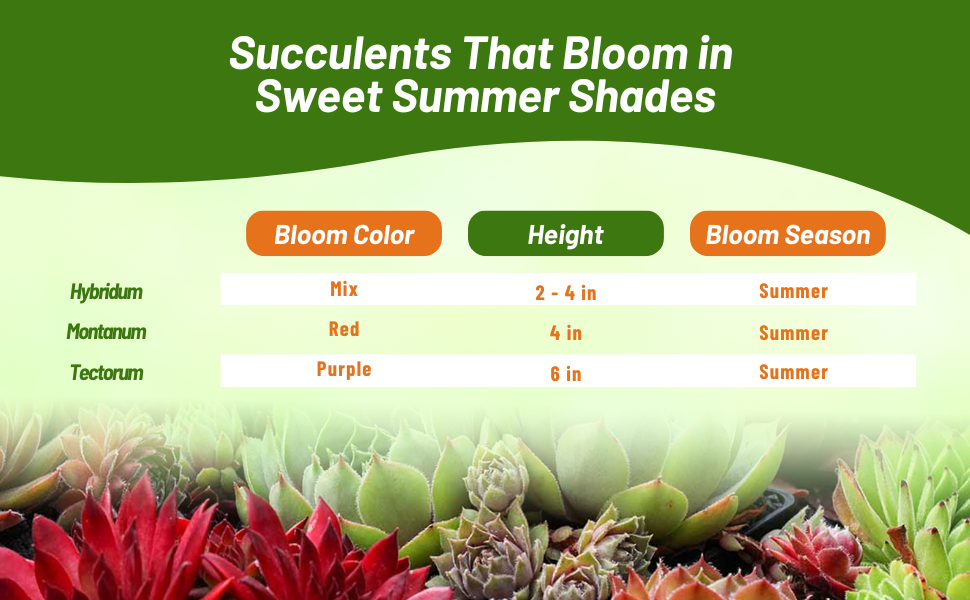 Bloom Color, Season, & Height Chart For Sempervivum Hens & Chicks Plants